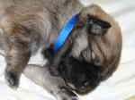 Aron 