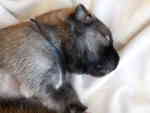 Aron1