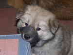 Aron5